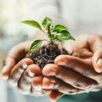 Effective solutions for common invasive species and Japanese knotweed removal pests